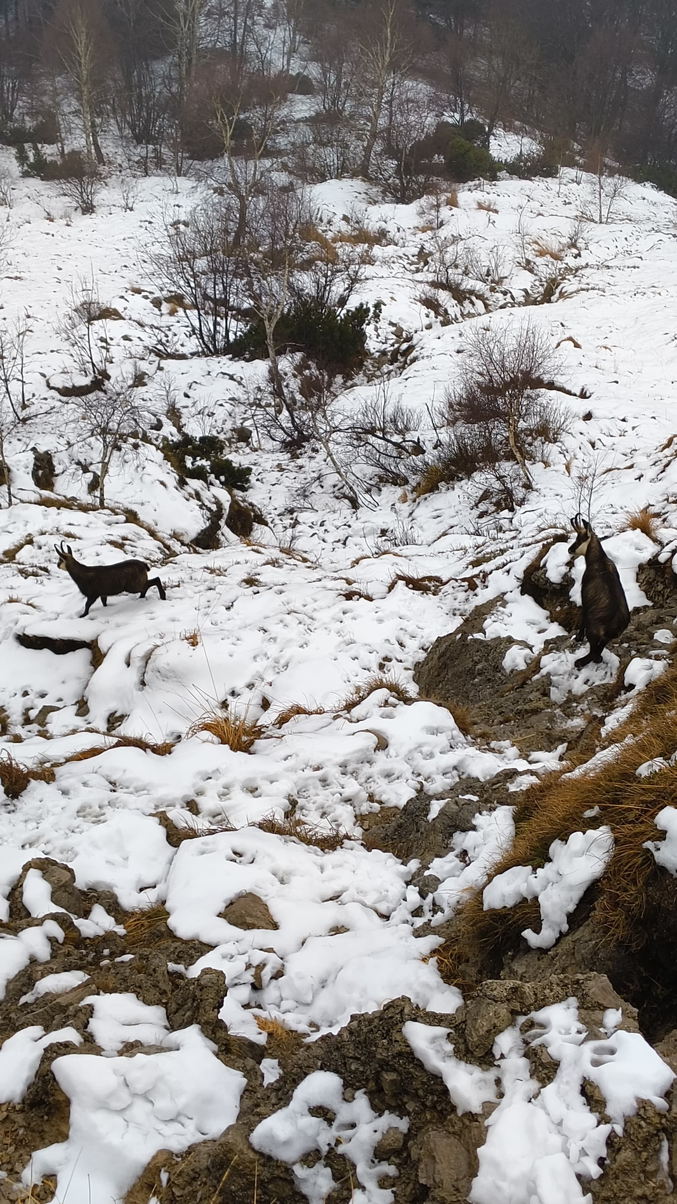 Foto n° 10 del trekking Grignetta invernale